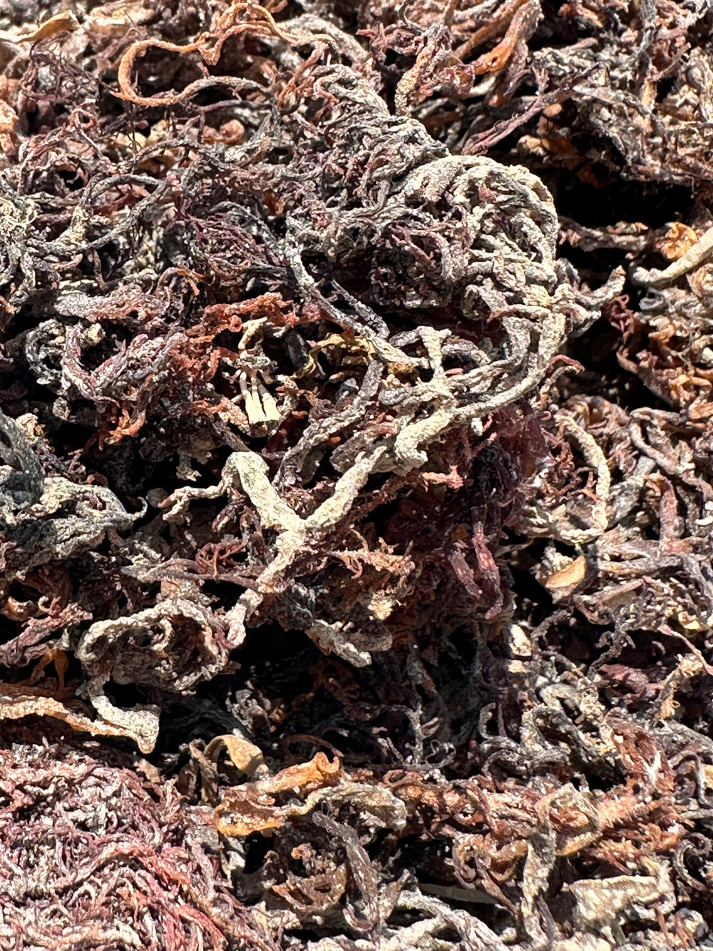 Raw Purple Wildcraft Sea Moss (Jamaica) Wholesale