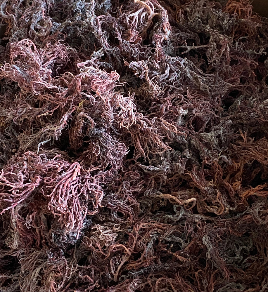 Raw Bright Purple Wildcraft Seamoss (St. Lucia) Wholesale