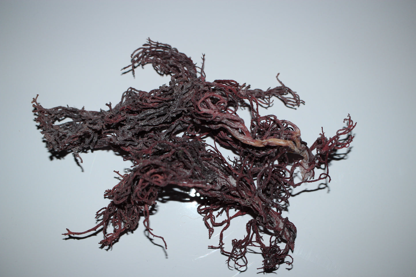 
                  
                    Raw Bright Purple Wildcraft Sea Moss (Saint Lucia)
                  
                