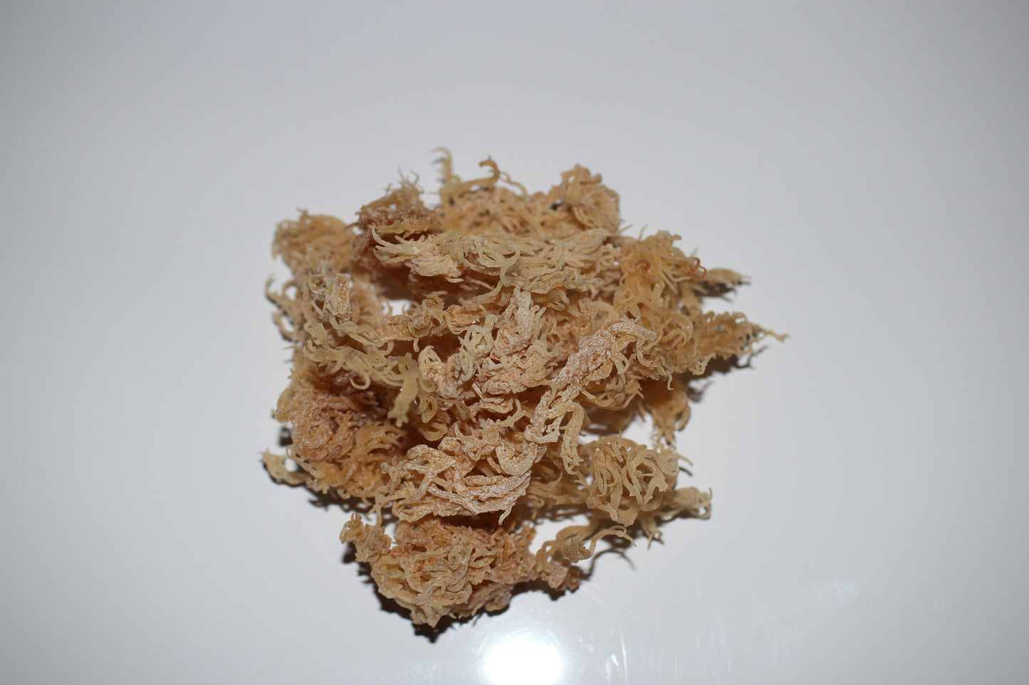 
                  
                    Raw Gold Wildcraft Sea Moss (Jamaica)
                  
                