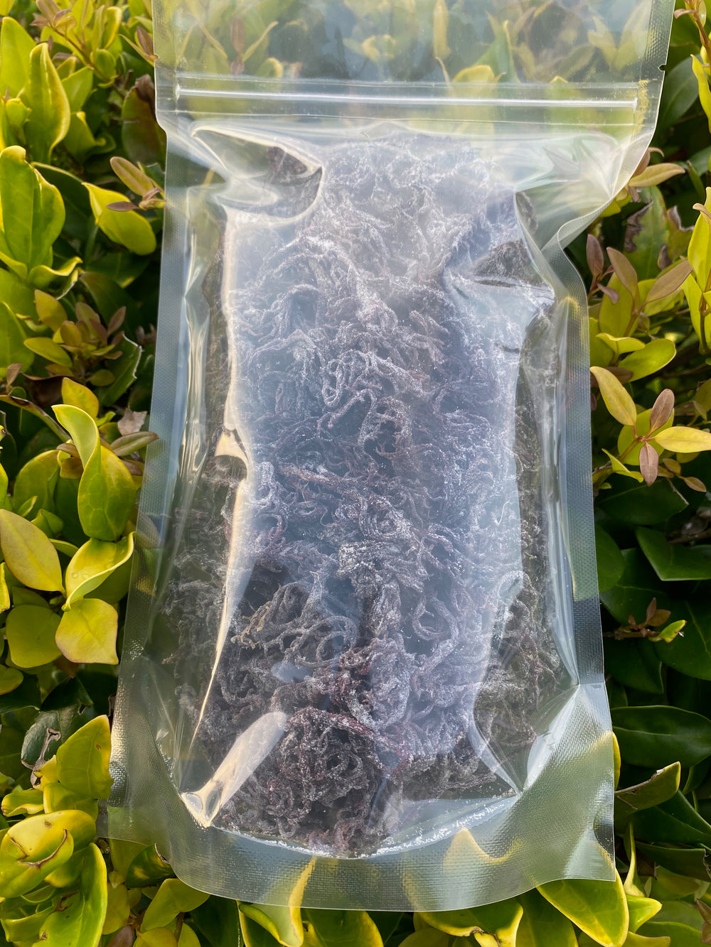 Raw Dark Purple Wildcraft Sea Moss (Saint Lucia)